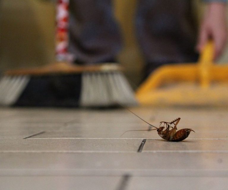 Home cockroach control (1)